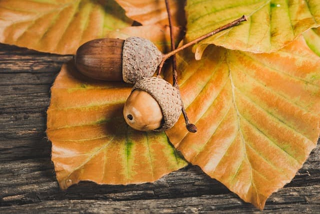 10 recettes de gâteaux d'automne à savourer